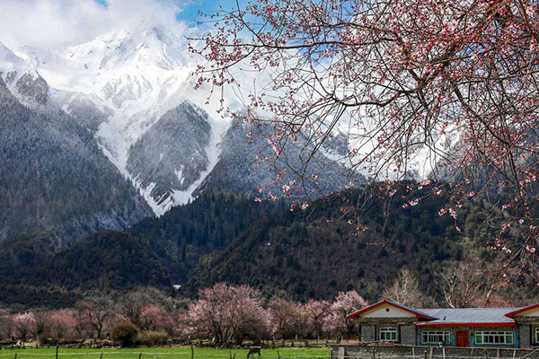 成都到林芝旅游包車 不一樣的西藏風(fēng)光