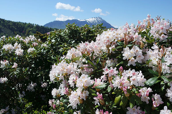 四人同山