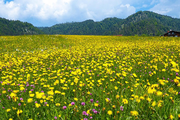 若爾蓋花湖